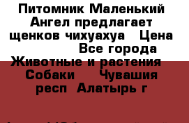 Питомник Маленький Ангел предлагает щенков чихуахуа › Цена ­ 10 000 - Все города Животные и растения » Собаки   . Чувашия респ.,Алатырь г.
